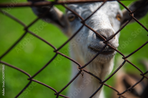 goat muzzle close up through fence