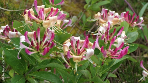 European Honeysuckle flowering