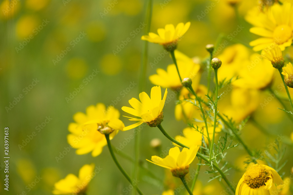 Fototapeta premium Blossom field with wild Crown Marigold flowers. Glebionis coronaria close up