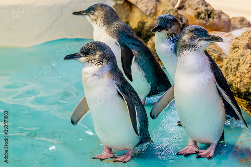Four Australian penguins at Penguin Island, Rockingham, Western Australia photo
