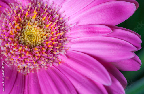 Gerbera Flower - Close-Up