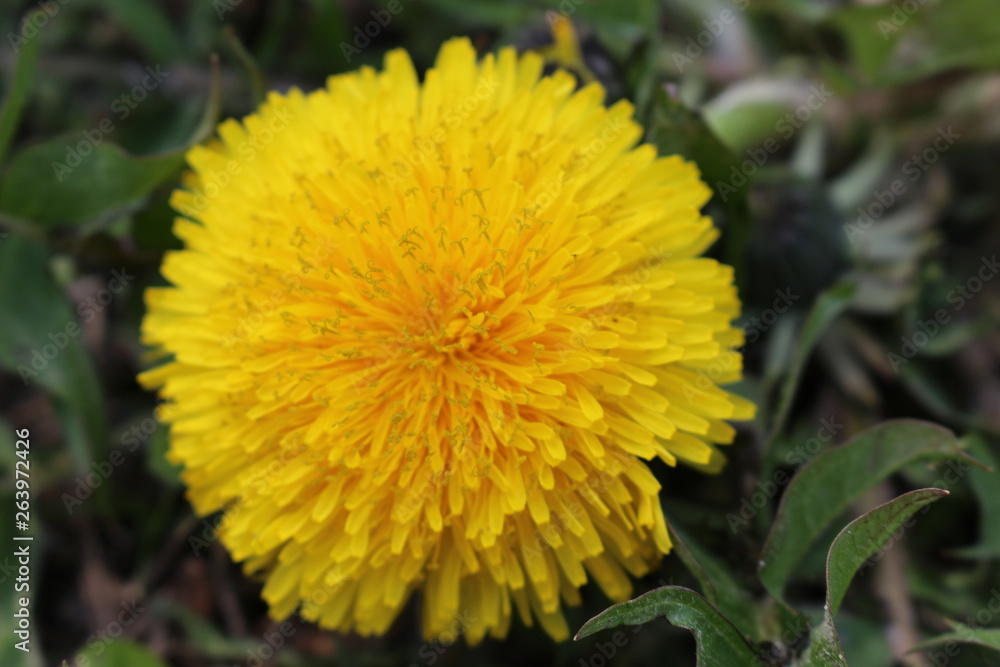 Yellow dandelion bloomed in spring Yellow dandelion bloomed in spring