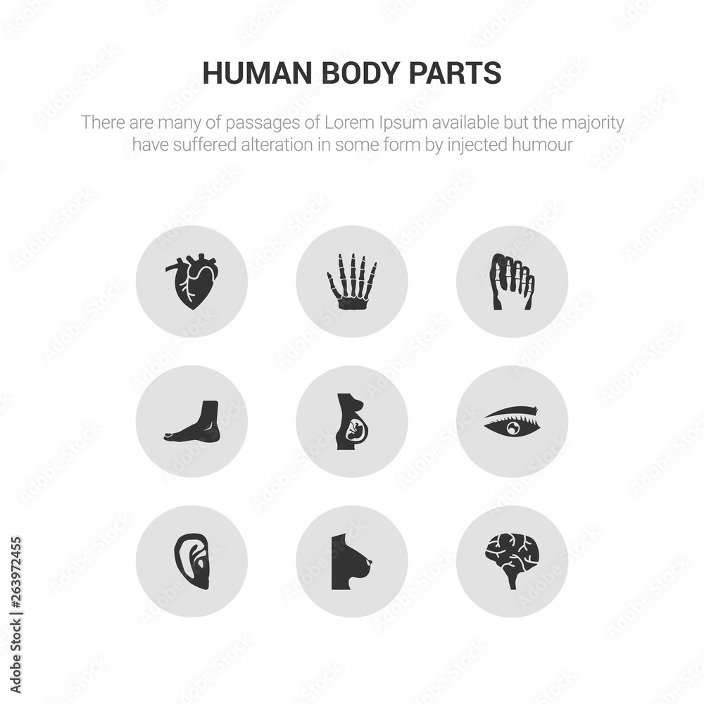 9 round vector icons such as human brain, human breast, human ear, eyebrow, fetus contains foot, footprints, hand bones, heart. brain, breast, icon3_, gray body parts icons
