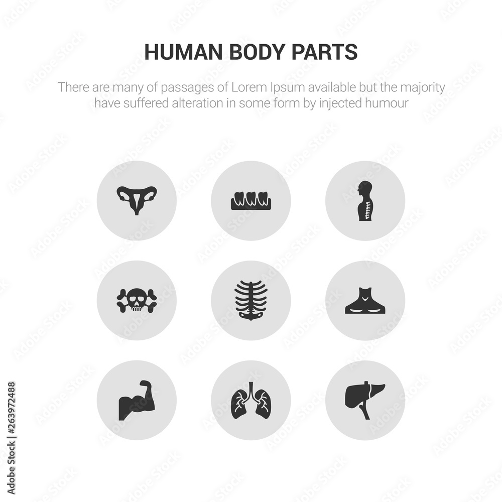 9 round vector icons such as human liver, human lungs, human muscle, neck, ribs contains skull with crossed bones, spine, teeth, uterus. liver, lungs, icon3_, gray body parts icons 9 round vector icons such as human liver, human lungs, human muscle, neck, ribs contains skull with crossed bones, spine, teeth, uterus. liver, lungs, icon3_, gray body parts icons