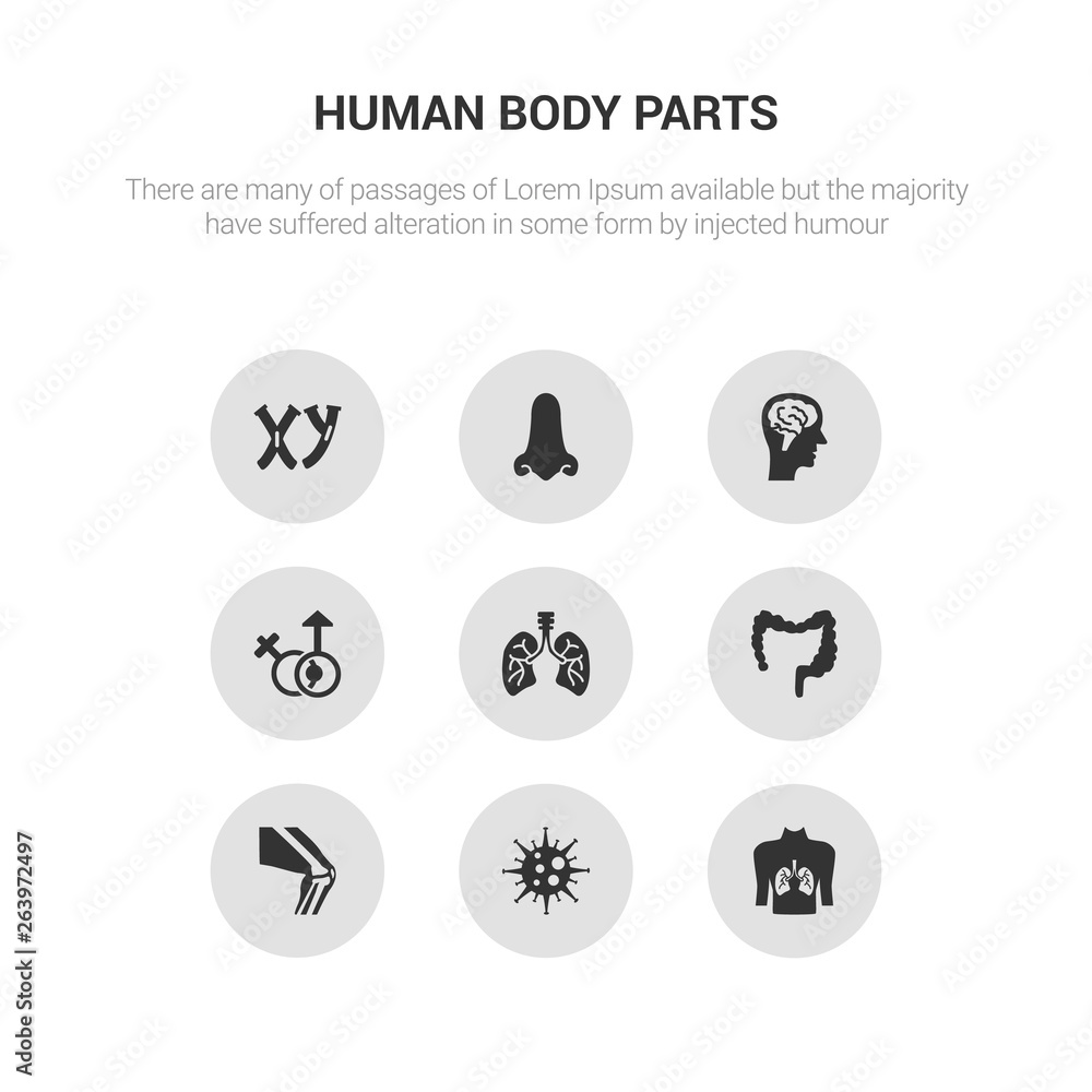 9 round vector icons such as human with focus on the lungs, immune system, kneecap, large intestine, lungs with the trachea contains male and female gender, male head side view with brains, male 9 round vector icons such as human with focus on the lungs, immune system, kneecap, large intestine, lungs with the trachea contains male and female gender, male head side view with brains, male