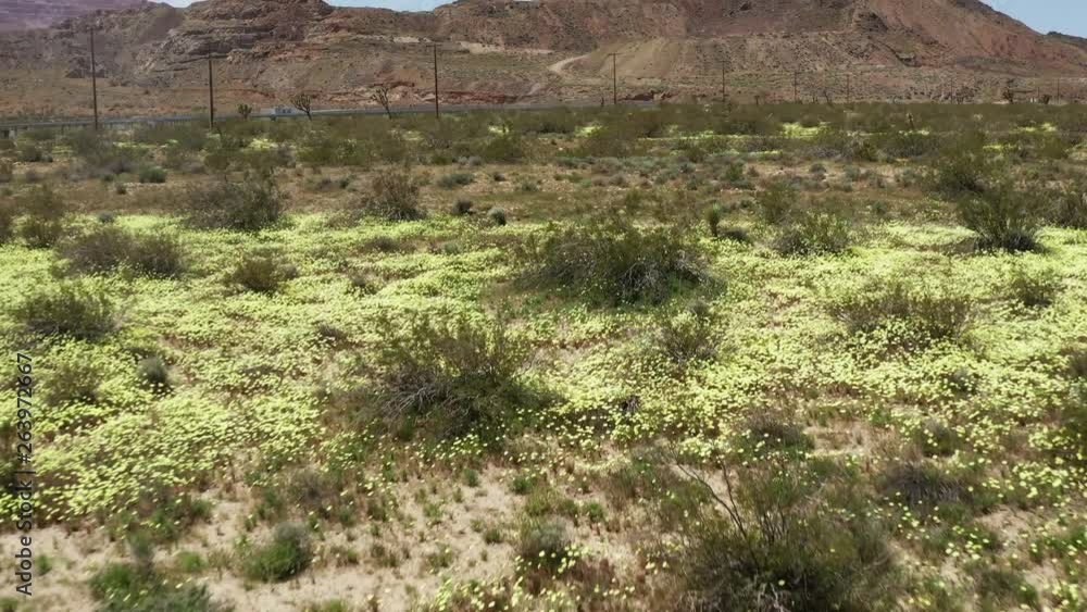 Desert scrub and yellow wildflowers, Mojave Desert, Aerial Pull Back Desert scrub and yellow wildflowers, Mojave Desert, Aerial Pull Back
