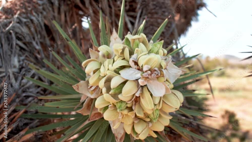 Joshua Tree with flowers in spring super bloom, Mojave Desert Joshua Tree with flowers in spring super bloom, Mojave Desert