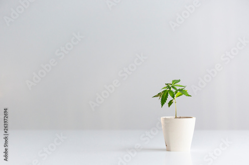 White table with CBD Marijuana plant in pottery.