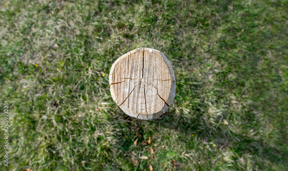 Section of a cut tree with wood grains detail Section of a cut tree with wood grains detail