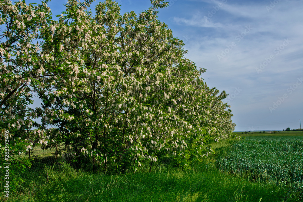 Obraz premium Flowering tree Robinia pseudoacacia