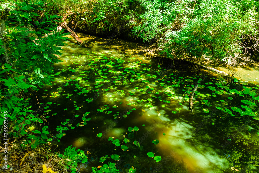 Obraz premium Water lily pads on a surface of the lake in forest