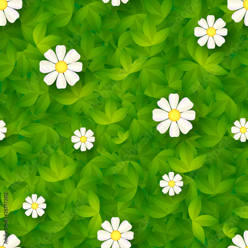 Seamless pattern with green grass and camomiles