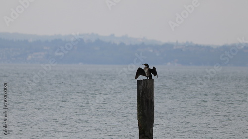 Uccelli al Lago di Garda © Danilo