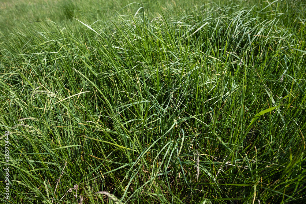 Herbes sauvage Herbes sauvage
