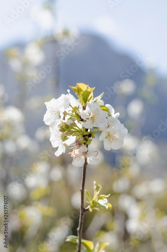 A spring-flowering tree in the mountains