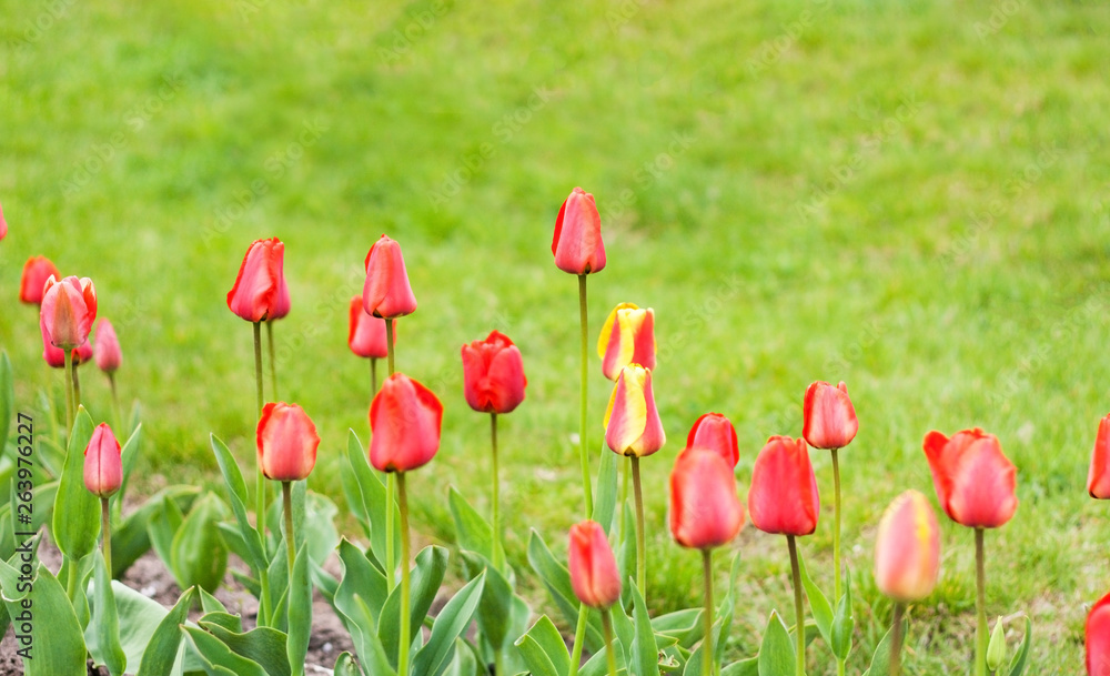 Multicolored tulips in the garden. Green spring background.