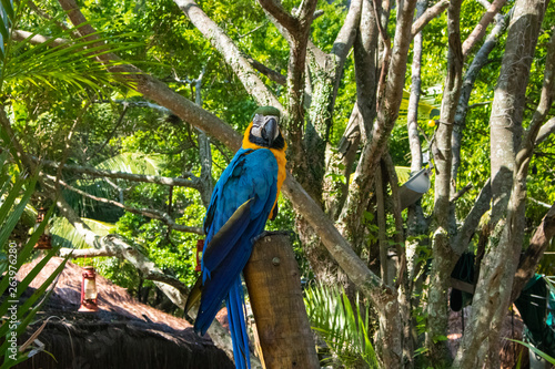 colorful parrot