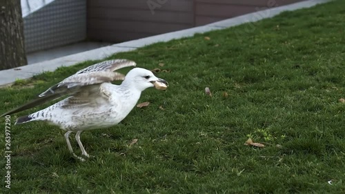 seagull eating and flying in a park at istanbul
