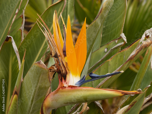 Oiseau du Paradis 'Strelitzia reginae', magnifique arbuste à spathes verts, pourpres, pétales oranges et bleus