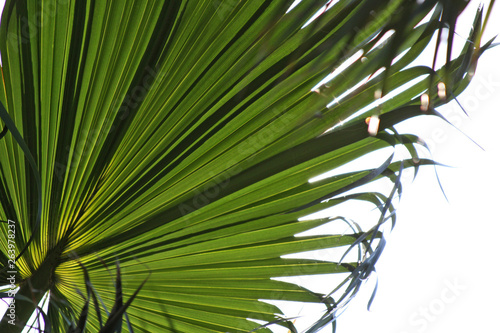 Palm leaves against the blue sky. The problem of landscaping of Park areas.