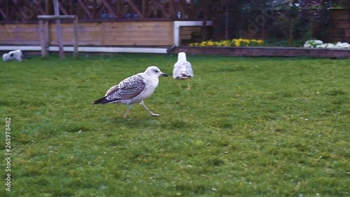 seagull walking in a park at istanbul turkey