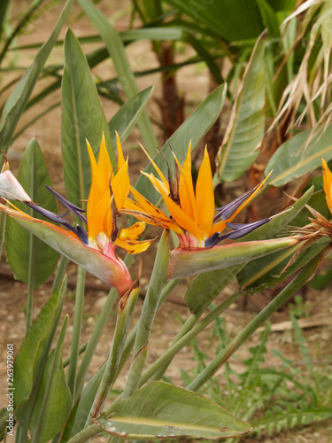 Strelitzia reginae - Oiseau du Paradis à floraison majestueuse