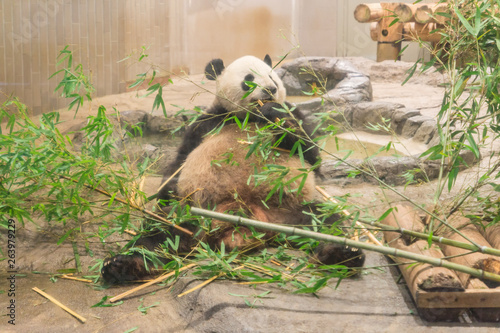 Cuadro en lienzo Bamboo eating cute panda bear in Ueno Zoological Gardens in Tokyo, the flagship zoo of Japan