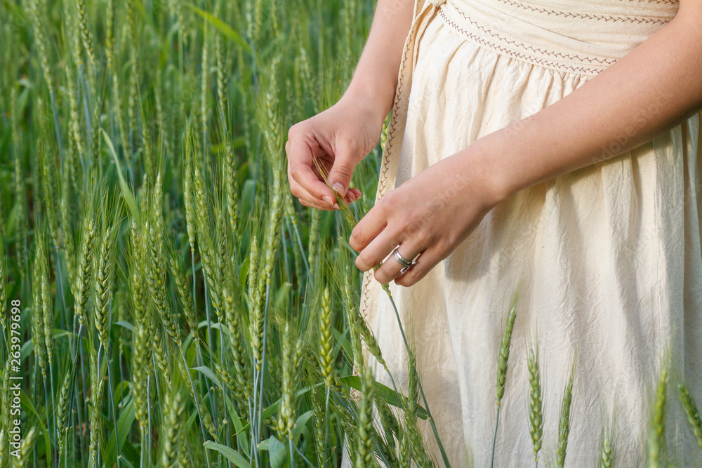 spikelets of wheat in the hands of a girl spikelets of wheat in the hands of a girl