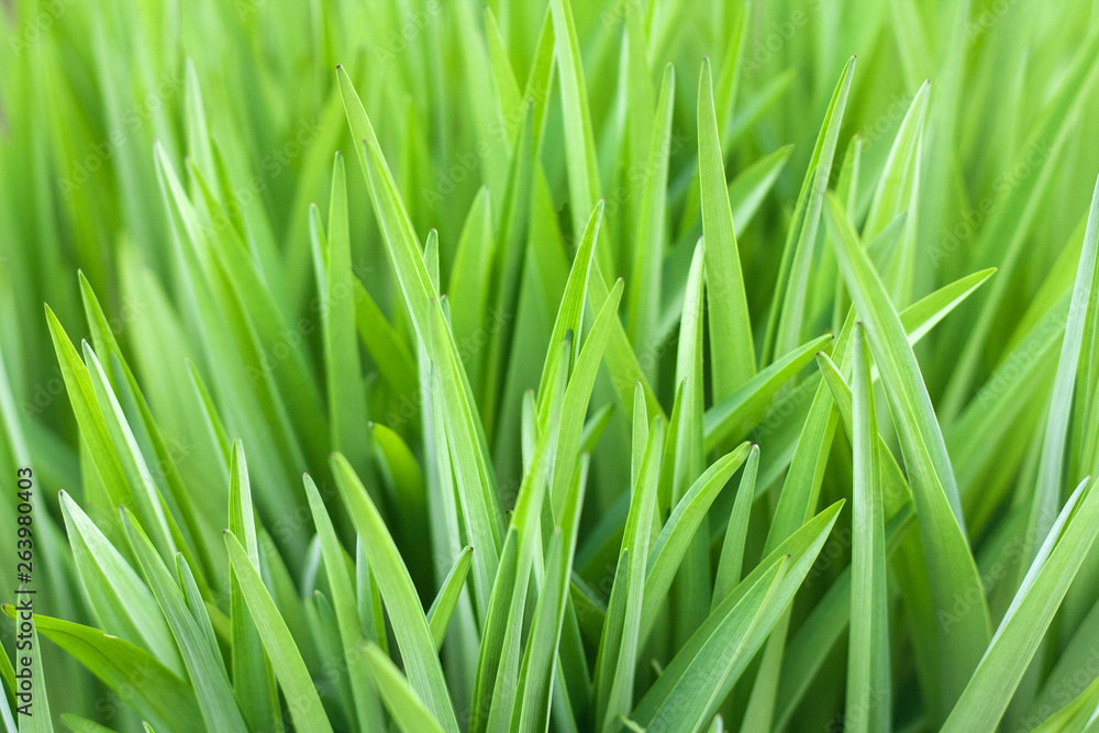 Green grass beautiful natural background for design Green grass beautiful natural background for design
