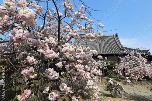 新家長福寺の八重桜