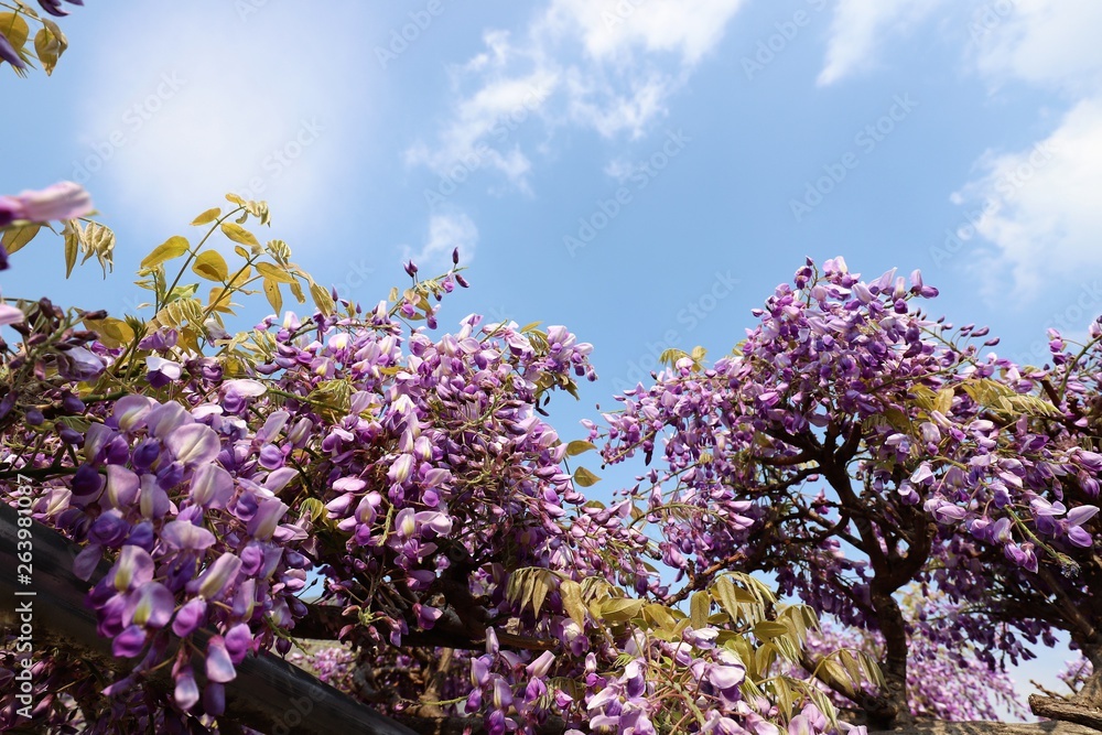 新家長福寺の八重桜