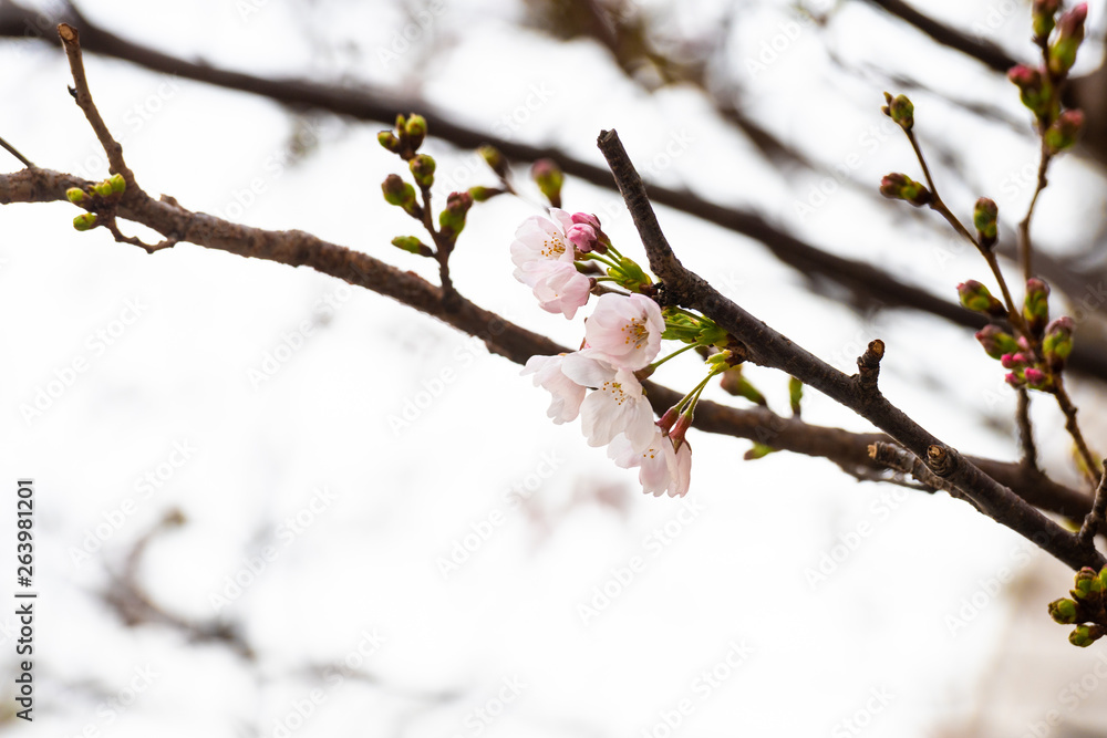 Cherry blossom in spring for background or copy space for text Cherry blossom in spring for background or copy space for text