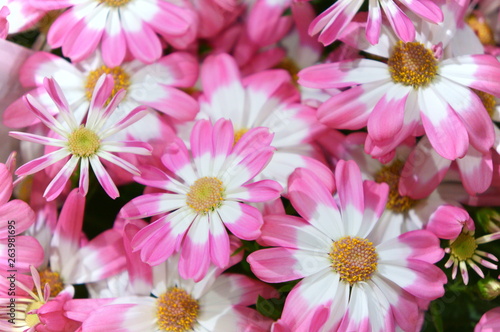 Florist's Cineraria flower