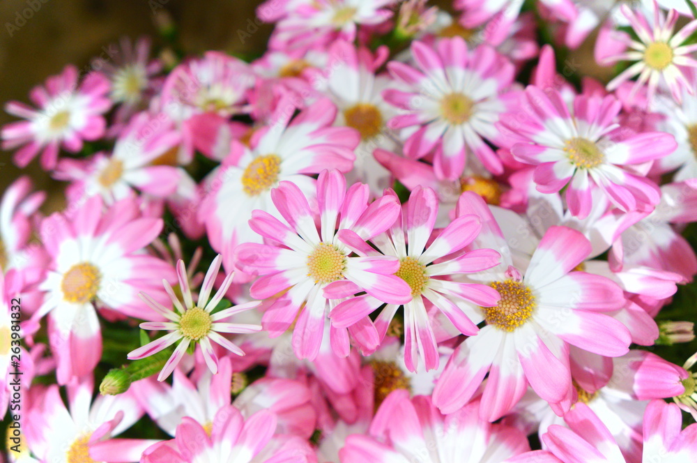Florist's Cineraria flower Florist's Cineraria flower