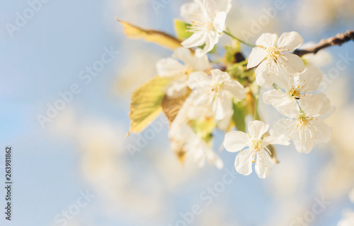 Spring cherry blossom, vibrant blue sky and flower background