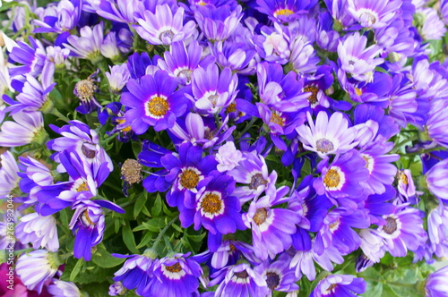 Fototapeta Naklejka Na Ścianę i Meble -  Florist's Cineraria flower
