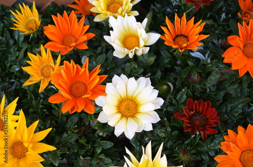 Colorful Gazania flower