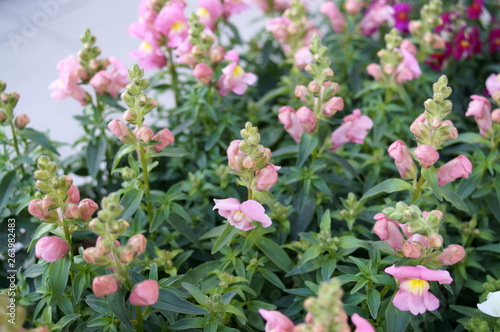 Antirrhinum majus flower