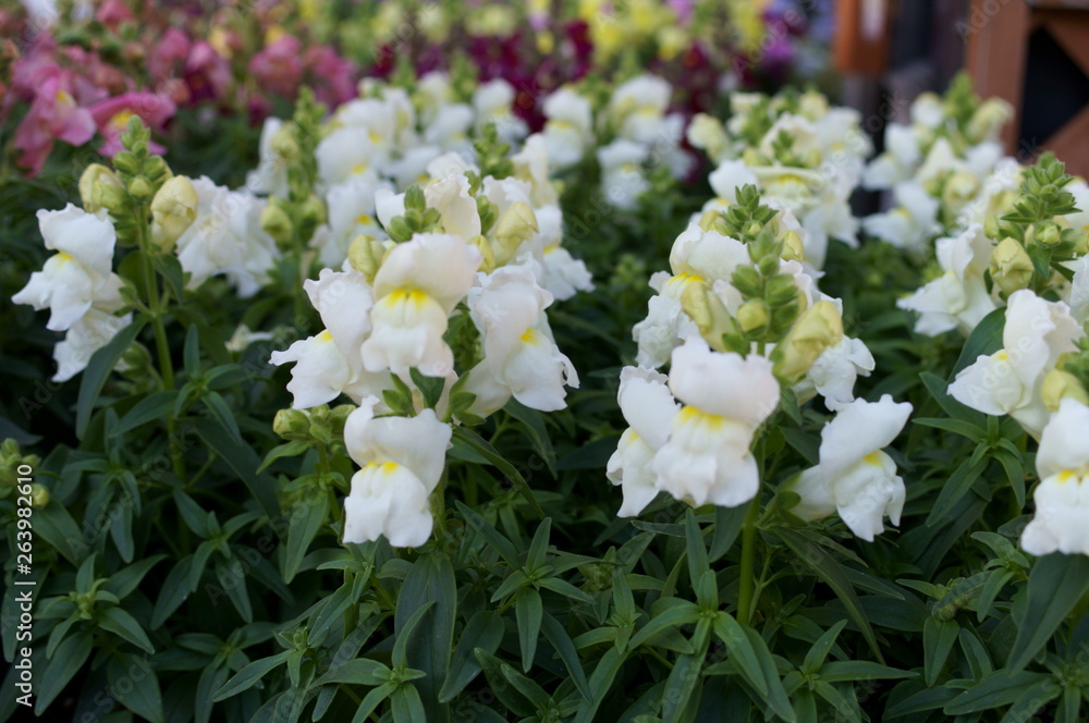 Antirrhinum majus flower Antirrhinum majus flower