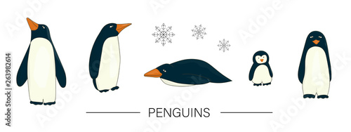 Vector  colored set of cute cartoon style penguins isolated on white background. Colorful collection of winter animals. Antarctic birds illustration