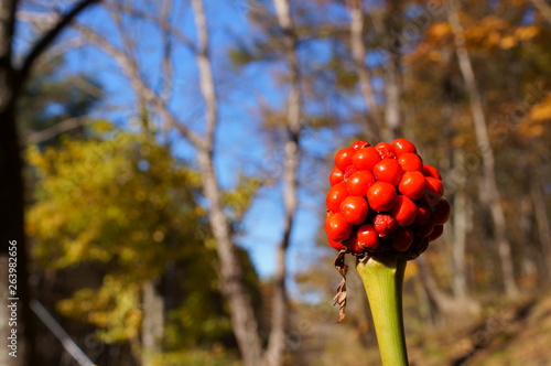 Jack in the pulpit fruit photo