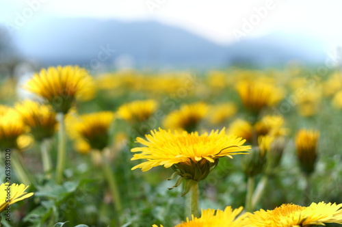 wild weed Dandelion