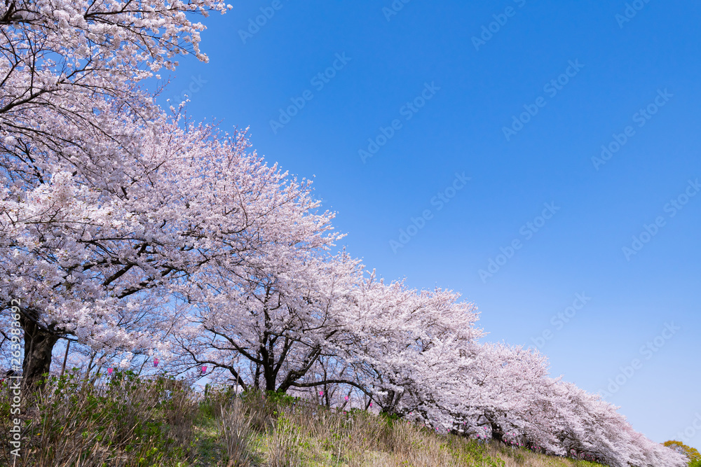 埼玉県幸手市　権現堂の桜