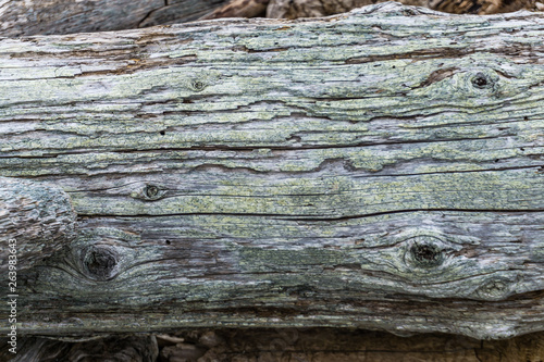 Gnarly Decaying Wood Close-up 4