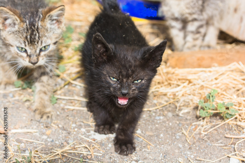 Dos gatos abandonados photo