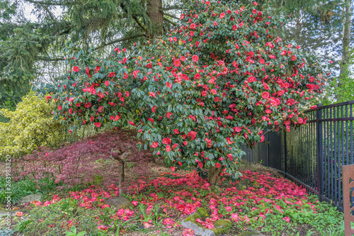Photo Red Camelia Bush Blossoms 2