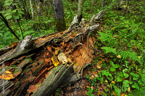 Rotten tree trunk