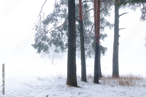 Winter pine tree forest in a mist
