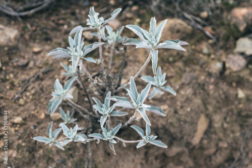 white sage in California canyon