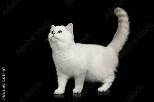British White Cat with blue eyes Standing and Curious looking on Isolated Black Background, side view
